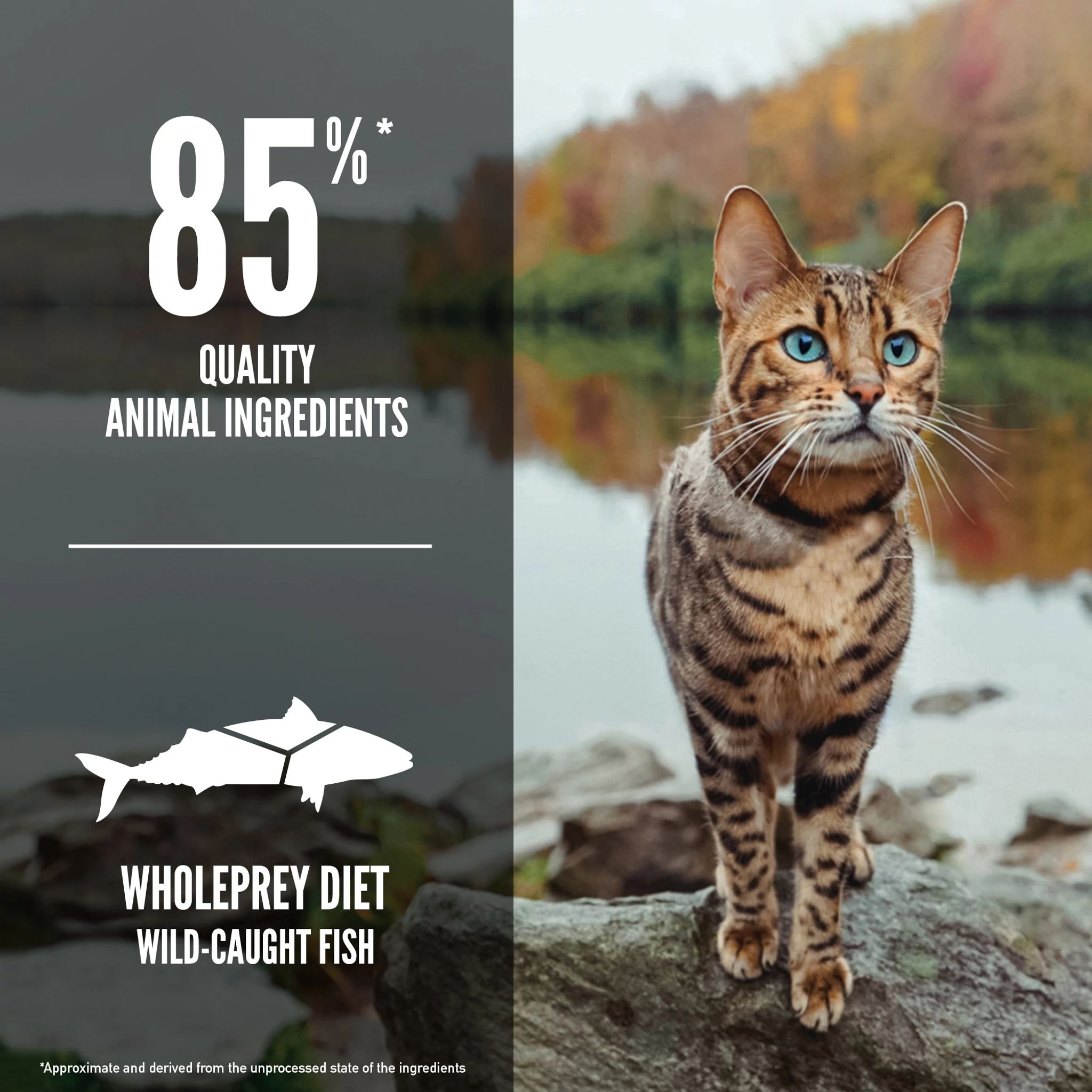 ORIJEN Six Fish Cat (Feature)